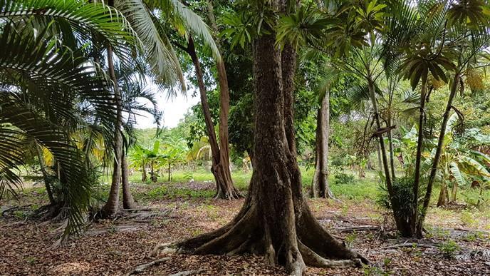 Listing ID: URE0419, Jack Neil Bight Utila, Bay Islands, HN - Los Arcos and Acreage at Jack Neil , Photo #