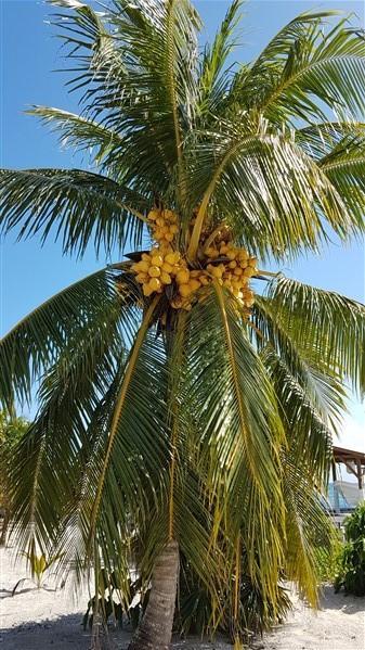 Listing ID: URE0422, The Well Utila, Bay Islands, HN - Relaxed Beach Retreat, Photo #