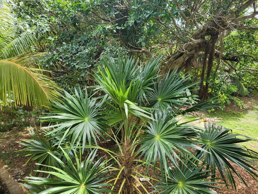 Listing ID: URE0472, Swanix Bay Utila, Bay Islands, HN - Tropical Paradise Retreat with Panoramic Sea Views, Photo #