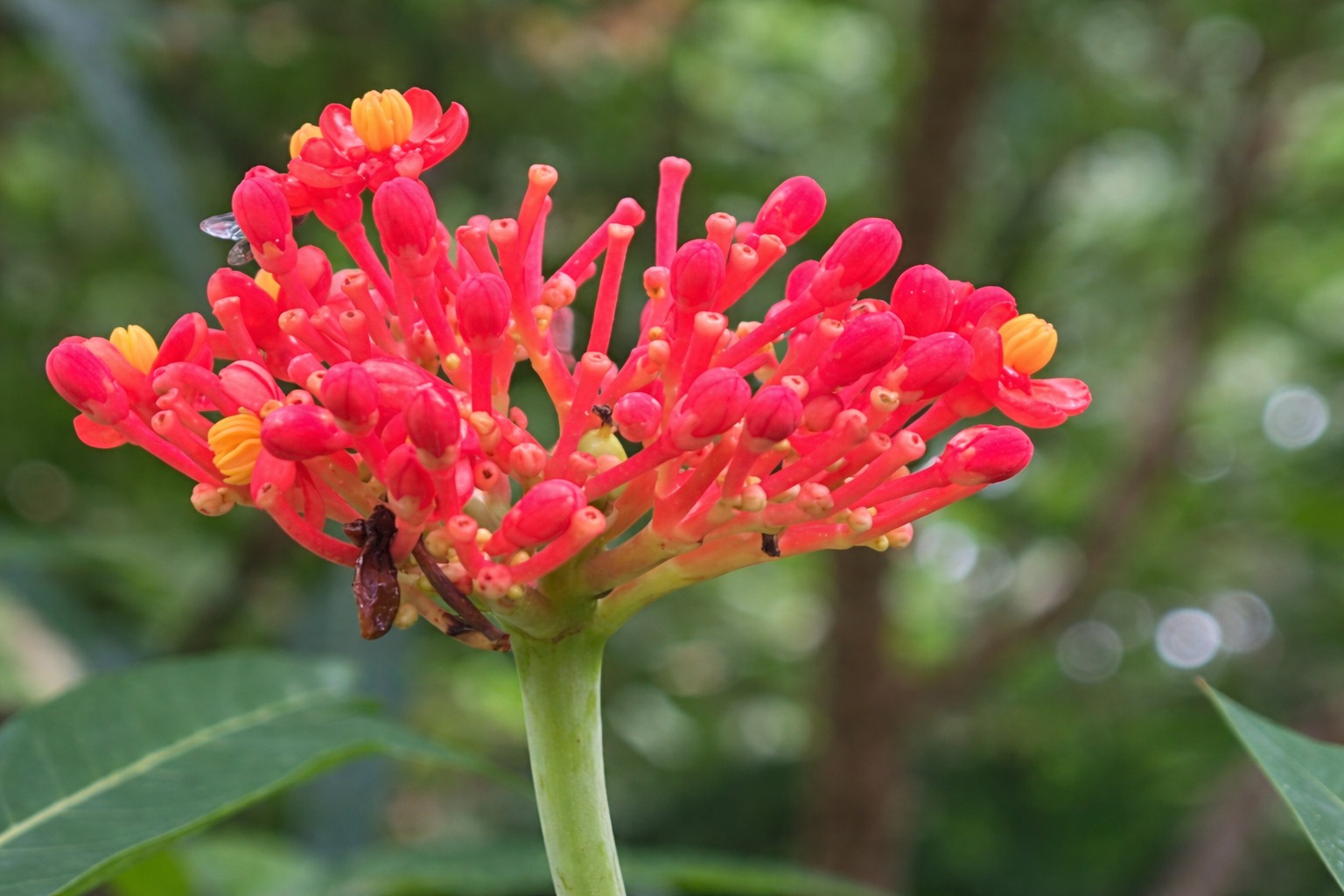 Listing ID: URE0486, Off airport road Utila, Bay Islands, HN - Blue Gem off the airport road, Photo #