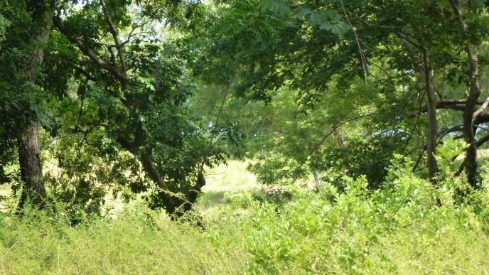 Lot Sold - Utila, Bay Islands - Listing ID: URE0495 - Photo