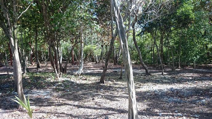 Listing ID: URE0511, Jack Neil Beach Utila, Bay Islands, HN - Jack Neil Beach Front, Photo #