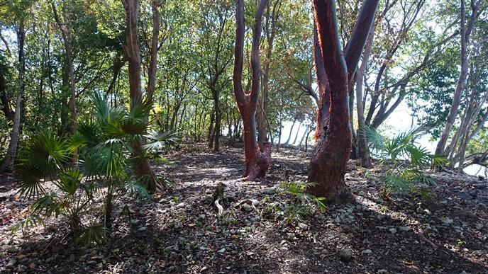 Listing ID: URE0511, Jack Neil Beach Utila, Bay Islands, HN - Jack Neil Beach Front, Photo #
