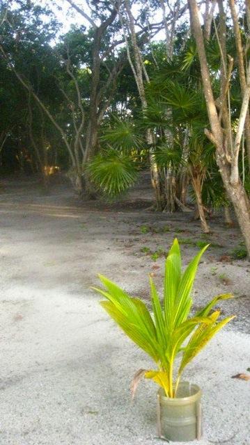 Lot Sold - Utila, Bay Islands - Listing ID: URE0520 - Photo