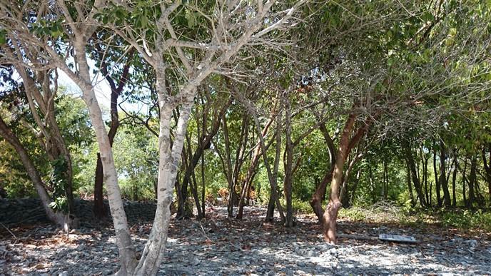 Listing ID: URE0522, Mariner's Landing Utila, Bay Islands, HN - Beautiful Beach Front At Mariners Landing, Photo #