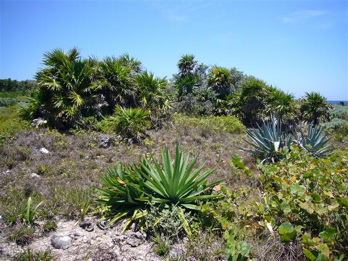 Listing ID: URE0527, Cliff Club Utila, Bay Islands, HN - Cliff Club Oceanfront, Photo #
