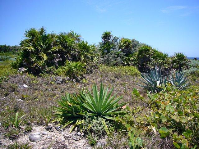Listing ID: URE0536, Constantinopia / Swanridge Utila, Bay Islands, HN - Steps From The Sea At Cliff Club, Photo #