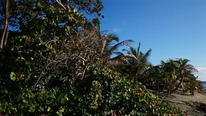 Listing ID: URE0537, Pretty Bush - South Shore Utila, Bay Islands, HN - 85 + Feet Of Beachfront On The South Shore, Photo #