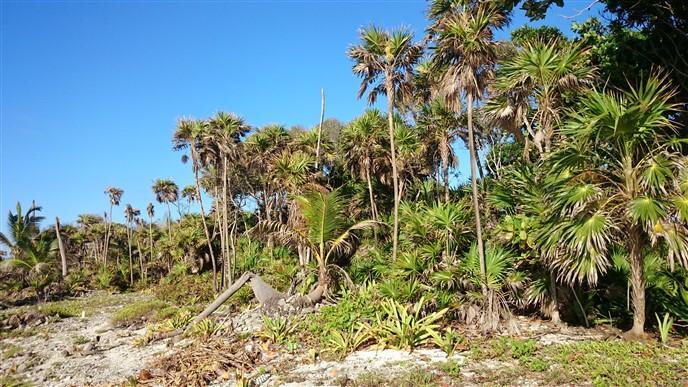 Listing ID: URE0537, Pretty Bush - South Shore Utila, Bay Islands, HN - 85 + Feet Of Beachfront On The South Shore, Photo #