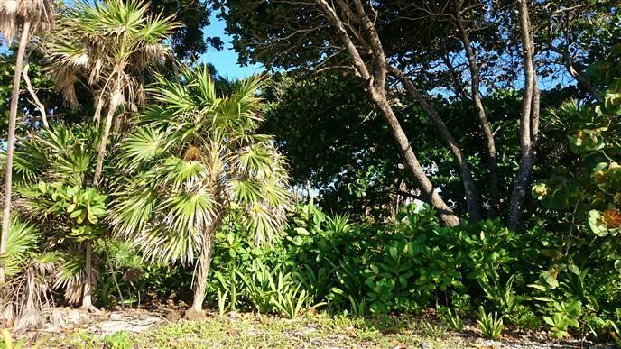 Listing ID: URE0537, Pretty Bush - South Shore Utila, Bay Islands, HN - 85 + Feet Of Beachfront On The South Shore, Photo #
