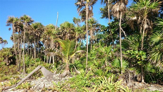 Listing ID: URE0537, Pretty Bush - South Shore Utila, Bay Islands, HN - 85 + Feet Of Beachfront On The South Shore, Photo #