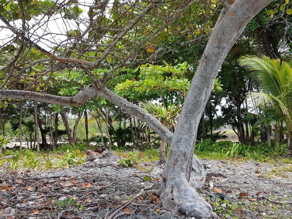 Listing ID: URE0537, Pretty Bush - South Shore Utila, Bay Islands, HN - 85 + Feet Of Beachfront On The South Shore, Photo #