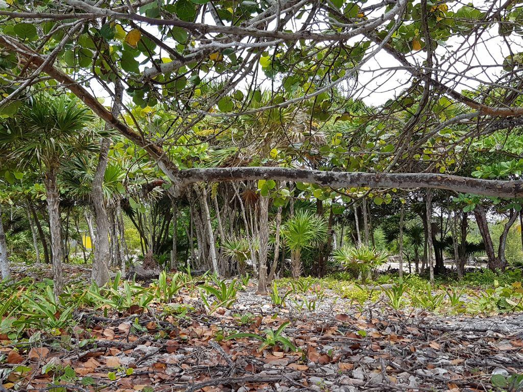Listing ID: URE0537, Pretty Bush - South Shore Utila, Bay Islands, HN - 85 + Feet Of Beachfront On The South Shore, Photo #