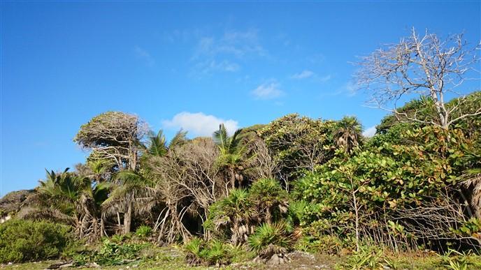 Listing ID: URE0539, Little Bight - South Shore Utila, Bay Islands, HN - South Shore Beach Front Lot, Photo #