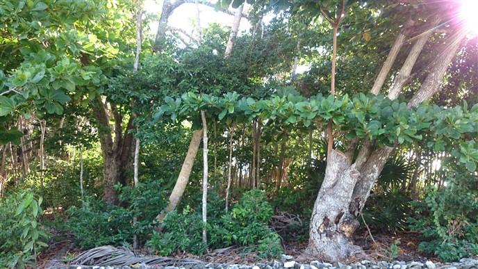 Listing ID: URE0540, Little Bight - South Shore Utila, Bay Islands, HN - Over 106 Feet Of Beach Front At Little Bight, Photo #