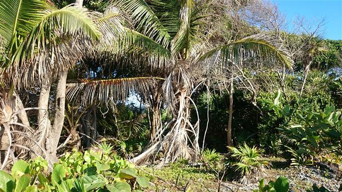 Listing ID: URE0540, Little Bight - South Shore Utila, Bay Islands, HN - Over 106 Feet Of Beach Front At Little Bight, Photo #