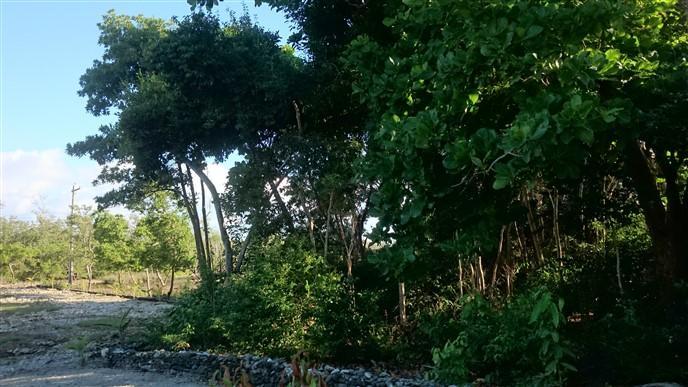 Listing ID: URE0540, Little Bight - South Shore Utila, Bay Islands, HN - Over 106 Feet Of Beach Front At Little Bight, Photo #