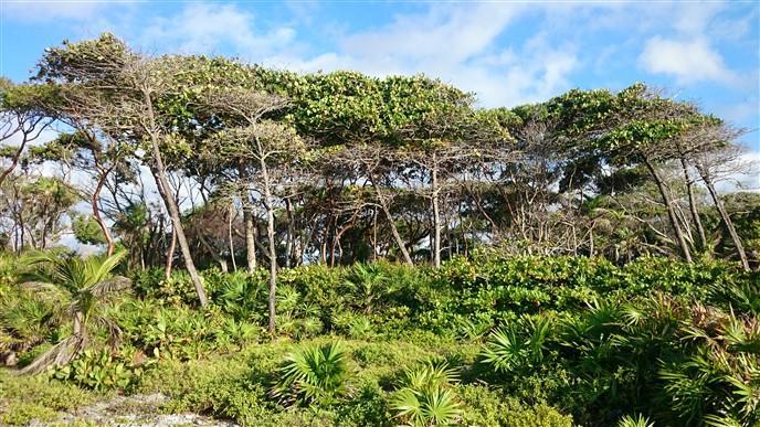 Listing ID: URE0542, Little Bight - South Shore Utila, Bay Islands, HN - Beach Frontage Available At Little Bight, Photo #