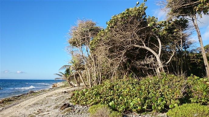 Listing ID: URE0542, Little Bight - South Shore Utila, Bay Islands, HN - Beach Frontage Available At Little Bight, Photo #