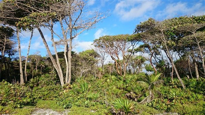 Listing ID: URE0542, Little Bight - South Shore Utila, Bay Islands, HN - Beach Frontage Available At Little Bight, Photo #