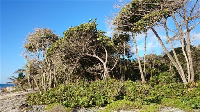 Listing ID: URE0542, Little Bight - South Shore Utila, Bay Islands, HN - Beach Frontage Available At Little Bight, Photo #