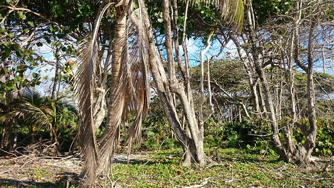 Listing ID: URE0543, Little Bight - South Shore Utila, Bay Islands, HN - Western Little Bight Waterfront Parcel, Photo #