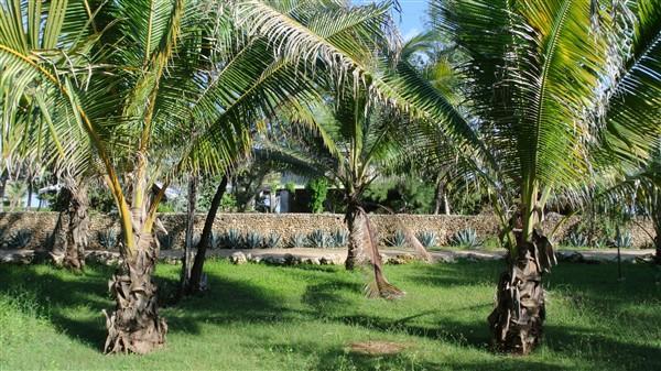 Listing ID: URE0546, Rocky Point Estates Trade Wind Utila, Bay Islands, HN - Ocean View Property At Trade Wind, Photo #