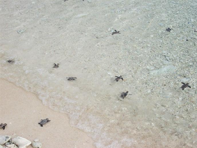 Listing ID: URE0548, Jack Neil Beach Utila, Bay Islands, HN - Beach Front At Jack Neil, Photo #