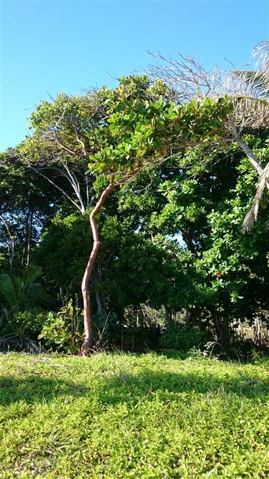 Listing ID: URE0551, Coral Beach Village - South Shore Utila, Bay Islands, HN - Price Reduced For Beach Front At Cbv, Photo #