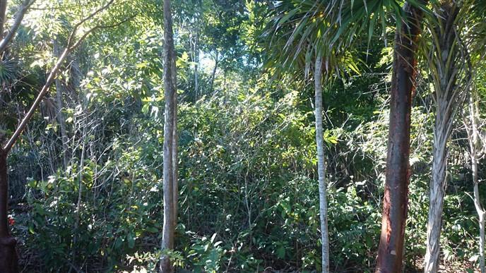 Lot Sold - Utila, Bay Islands - Listing ID: URE0553 - Photo