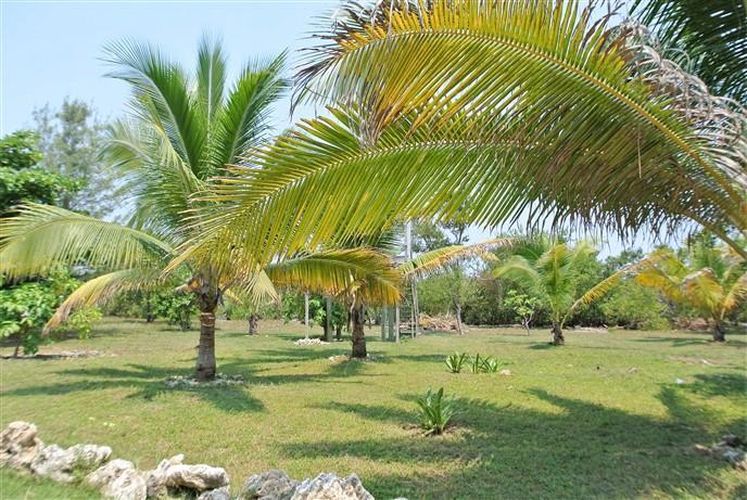 Lot Sold - Utila, Bay Islands - Listing ID: URE0560 - Photo