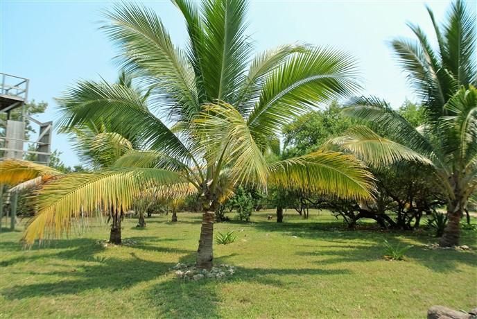 Listing ID: URE0560, Rocky Point Estates Trade Wind Utila, Bay Islands, HN - Ocean View Lot #4 At Trade Wind, Photo #