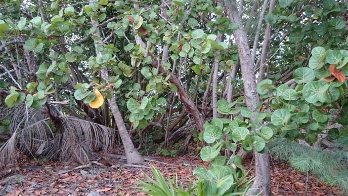Listing ID: URE0567, Pine Point Utila, Bay Islands, HN - Lot A-13 At Pine Point, Photo #