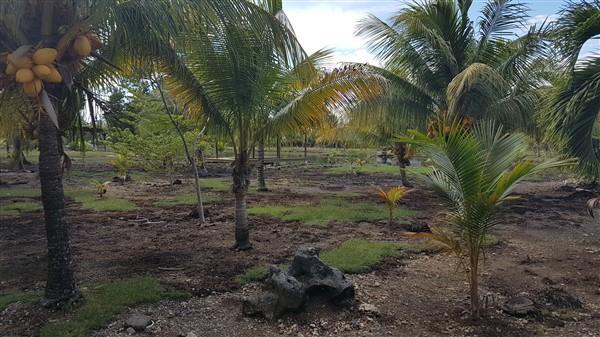 Listing ID: URE0577, Coconut Cove Utila, Bay Islands, HN - Lot At Coconut Cove, Photo #