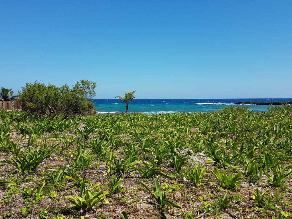 Lot Sold - Utila, Bay Islands - Listing ID: URE0579 - Photo