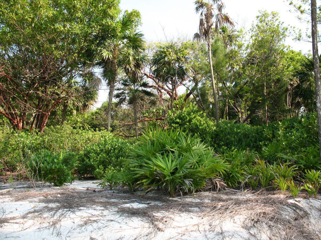 Listing ID: URE0581, Pine Point Utila, Bay Islands, HN - Pine Point Lot A, Photo #