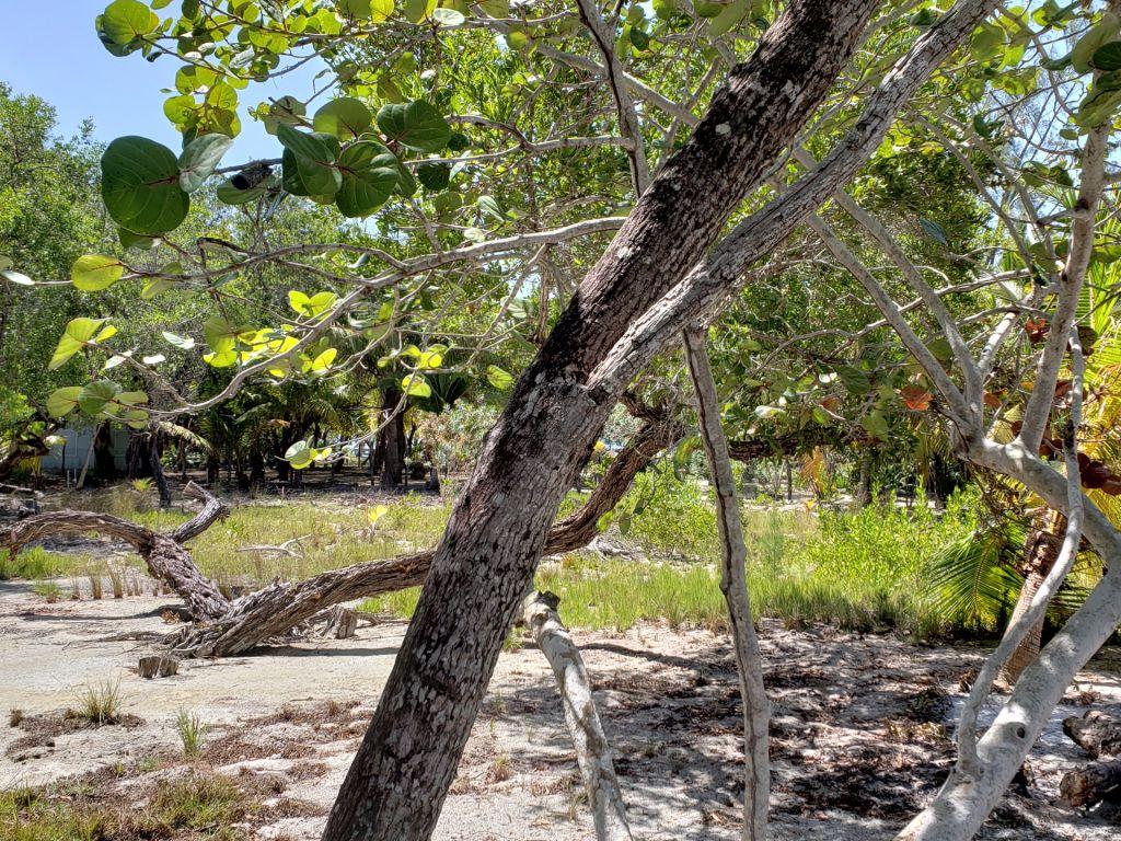 Listing ID: URE0585, Jonathan Point Utila, Bay Islands, HN - Beachfront Lot At Jonathan Point, Photo #