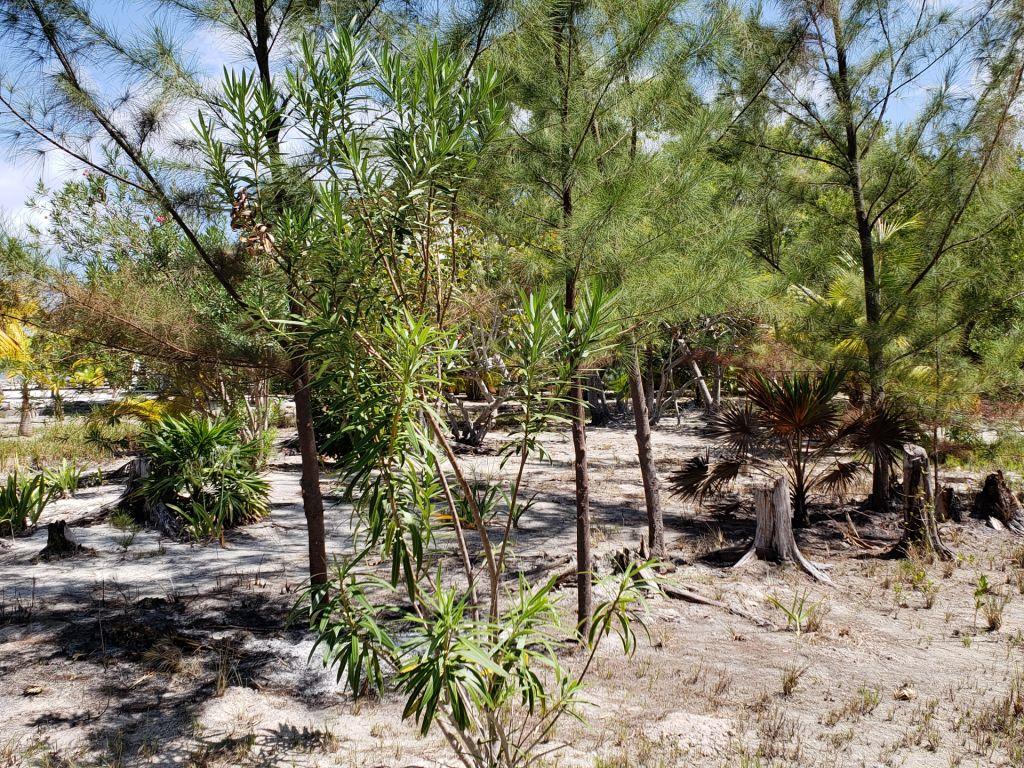 Lot Sold - Utila, Bay Islands - Listing ID: URE0585 - Photo