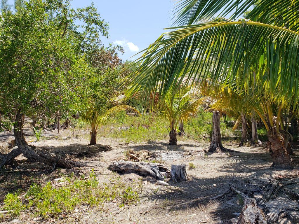 Listing ID: URE0585, Jonathan Point Utila, Bay Islands, HN - Beachfront Lot At Jonathan Point, Photo #