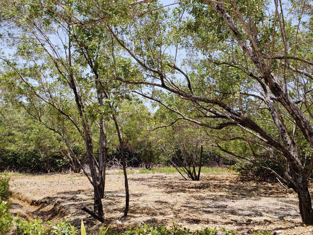 Lot Sold - Utila, Bay Islands - Listing ID: URE0586 - Photo