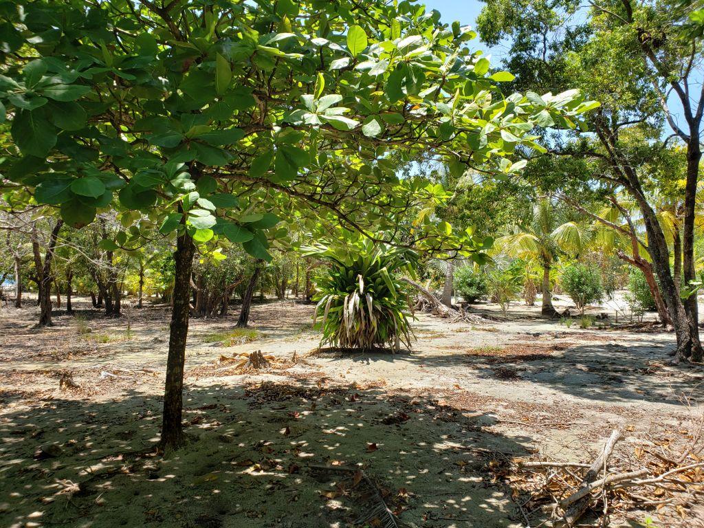 Listing ID: URE0598, Jonathan Point Utila, Bay Islands, HN - Jonathan Point Lot With Peekaboo Ocean View, Photo #