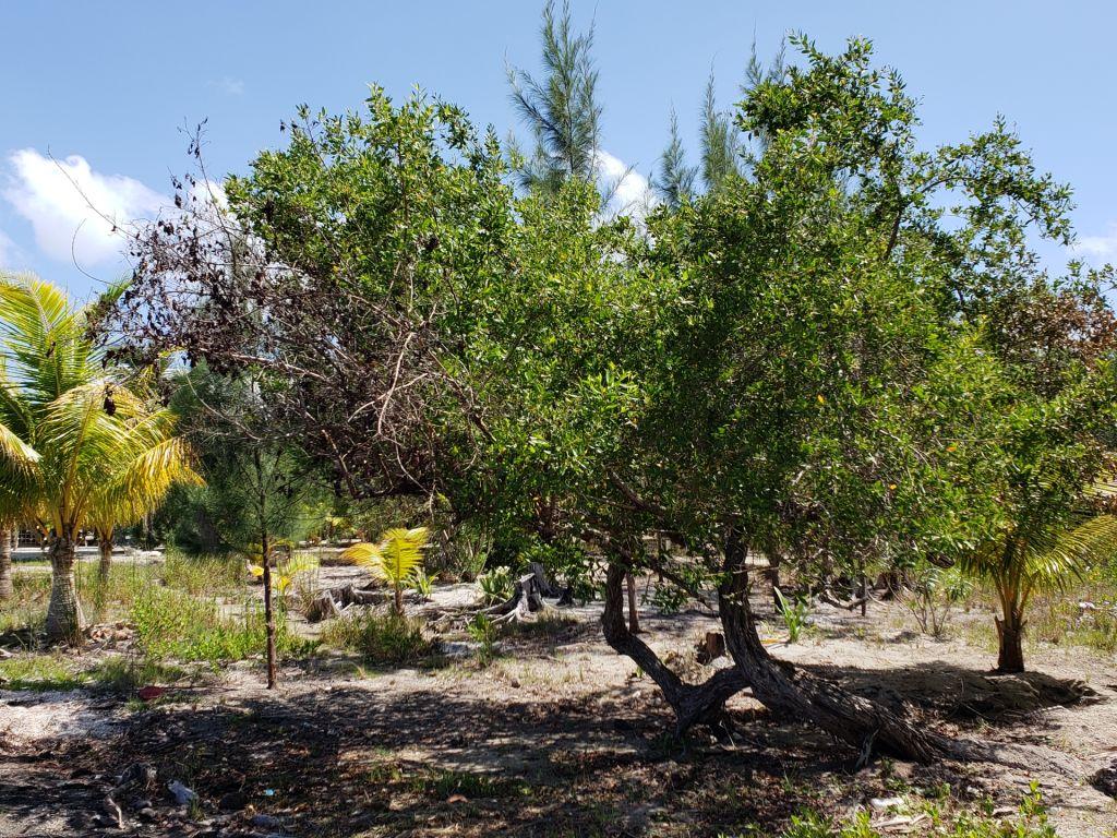 Listing ID: URE0603, Jonathan Point Utila, Bay Islands, HN - Beachfront Lot At Jonathan Point, Photo #