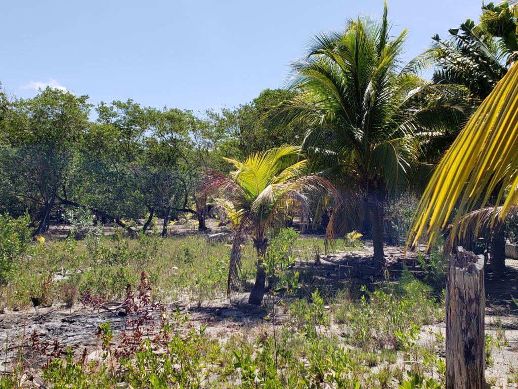 Listing ID: URE0603, Jonathan Point Utila, Bay Islands, HN - Beachfront Lot At Jonathan Point, Photo #
