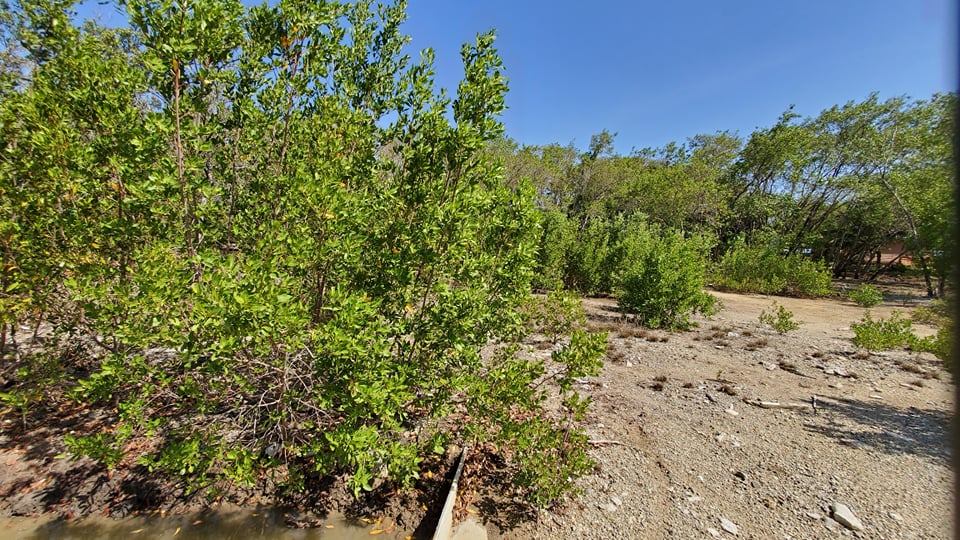 Listing ID: URE0604, Coral Beach Utila, Bay Islands, HN - Beach Access Lot At Coral Beach, Photo #