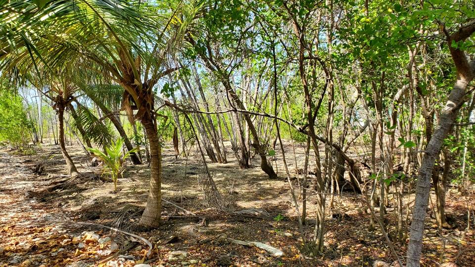 Listing ID: URE0604, Coral Beach Utila, Bay Islands, HN - Beach Access Lot At Coral Beach, Photo #