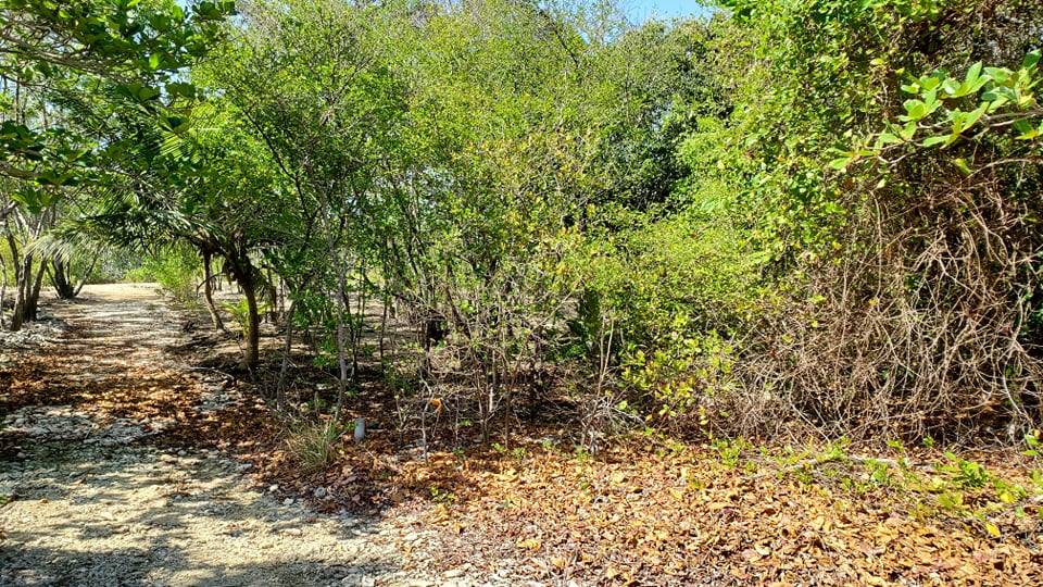 Listing ID: URE0604, Coral Beach Utila, Bay Islands, HN - Beach Access Lot At Coral Beach, Photo #