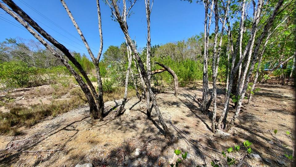Listing ID: URE0604, Coral Beach Utila, Bay Islands, HN - Beach Access Lot At Coral Beach, Photo #