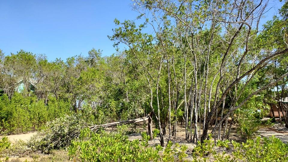 Listing ID: URE0604, Coral Beach Utila, Bay Islands, HN - Beach Access Lot At Coral Beach, Photo #