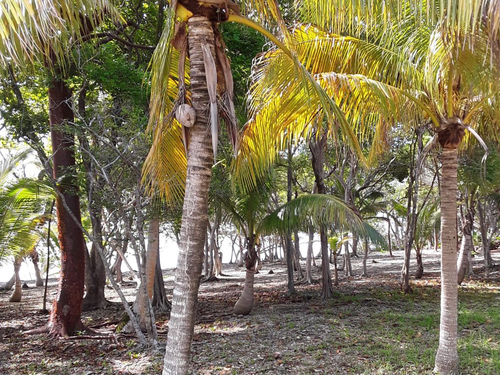 Listing ID: URE0608, Silver Gardens Utila, Bay Islands, HN - Beachfront Lot At Silver Gardens, Photo #