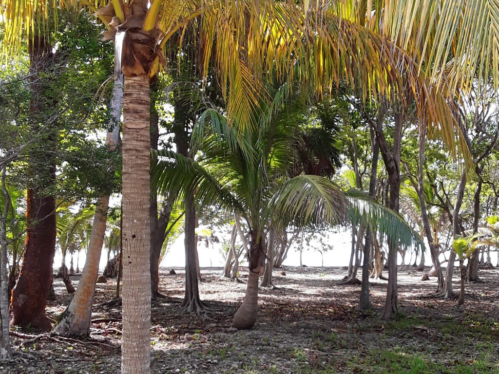 Listing ID: URE0608, Silver Gardens Utila, Bay Islands, HN - Beachfront Lot At Silver Gardens, Photo #